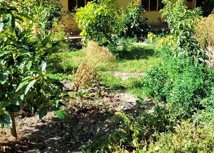 Lavanda